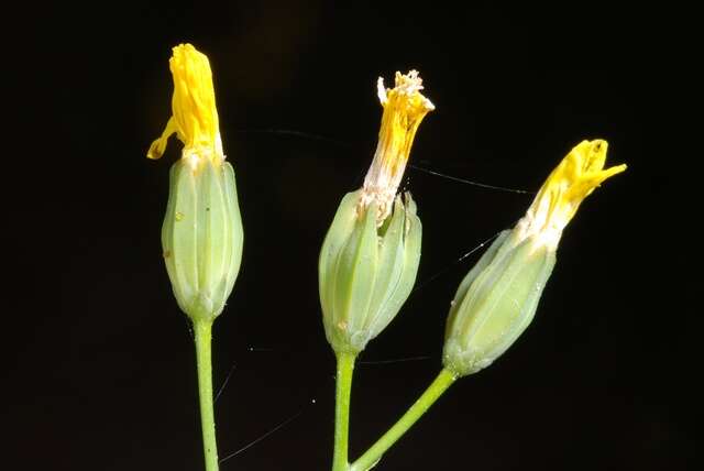 Image of nipplewort