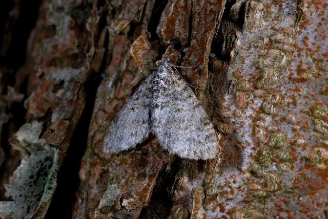 Слика од Lobophora