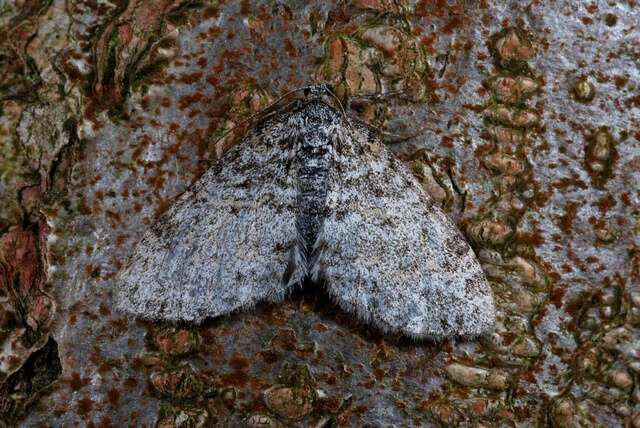 Слика од Lobophora