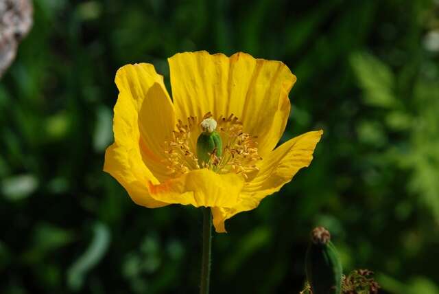 Слика од Papaver cambricum L.