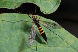 Слика од Nephrotoma crocata (Linnaeus 1758)