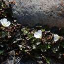 Sivun Oxalis magellanica Forst. kuva