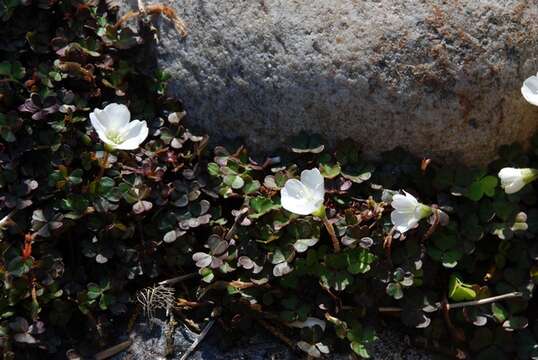 Sivun Oxalis magellanica Forst. kuva