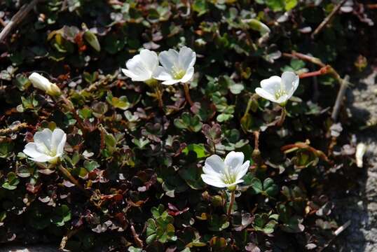 Image of Oxalis magellanica Forst.