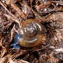 Image of Garlic Snail