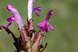 Image of lousewort