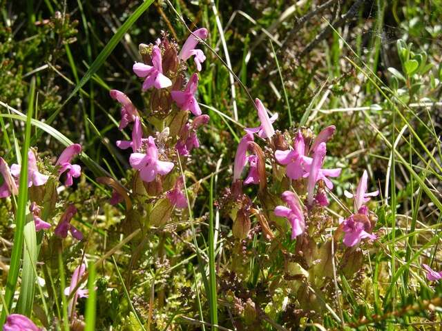 Imagem de Pedicularis sylvatica L.