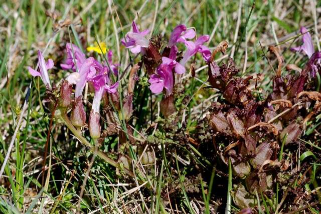 Image of lousewort