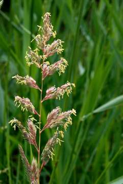 Image of canarygrass