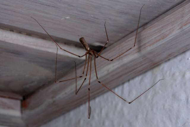 FAMILY PHOLCIDAE - Daddy long-leg Spiders