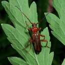 Image of Long-horned beetle