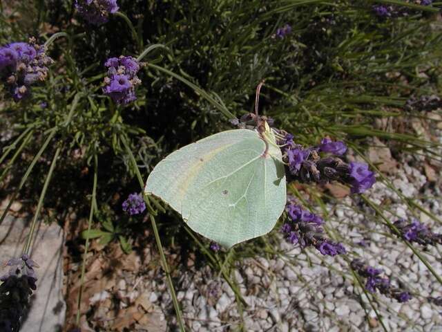 Image of Brimstones