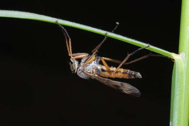 Image of snipe flies