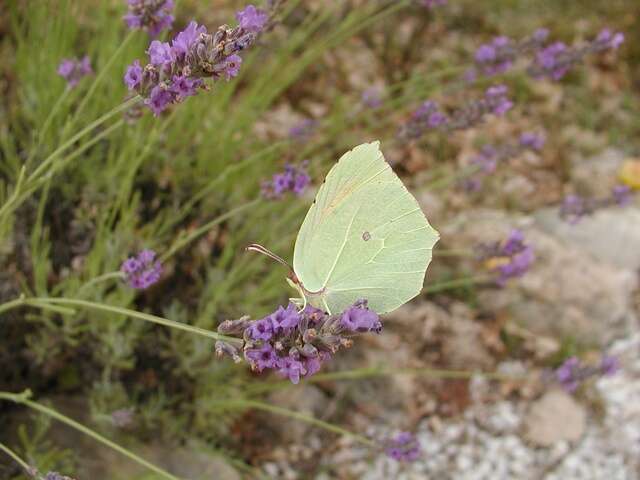 Image of Brimstones