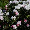 Imagem de Rhododendron yakusimanum Nakai