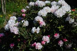 Image of Rhododendron yakusimanum Nakai