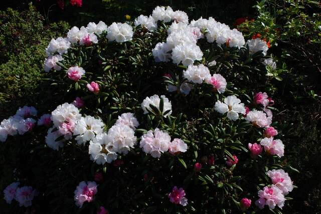 Image of Rhododendron yakusimanum Nakai