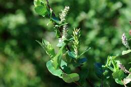 Image of halberd willow