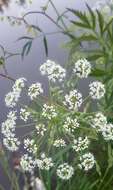 Image of European Waterhemlock