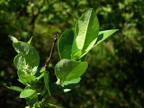 Image of halberd willow