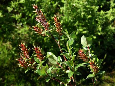 Imagem de Salix hastata L.