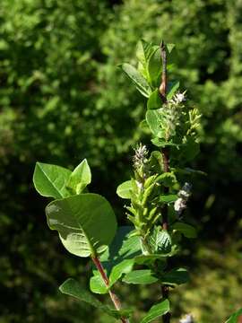 Imagem de Salix hastata L.