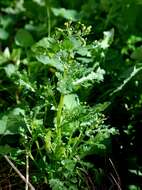 Image of ragwort