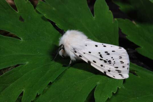 صورة Spilosoma lubricipeda Linnaeus 1758