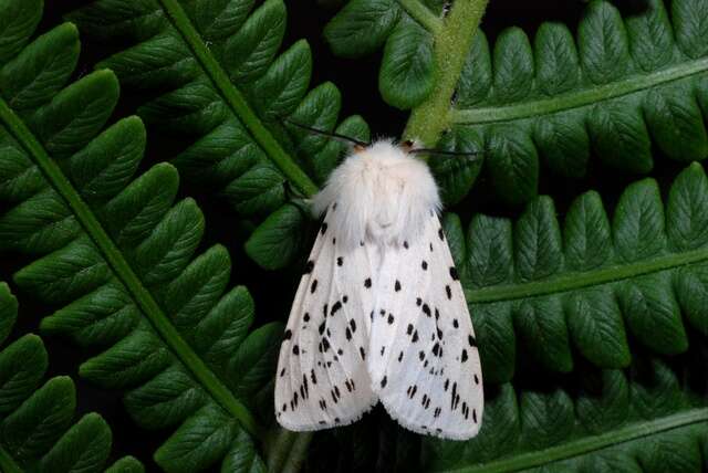 Image of white ermine