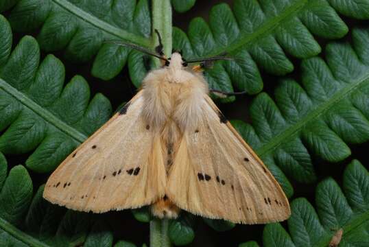 Spilosoma lutea Hüfnagel 1766 resmi