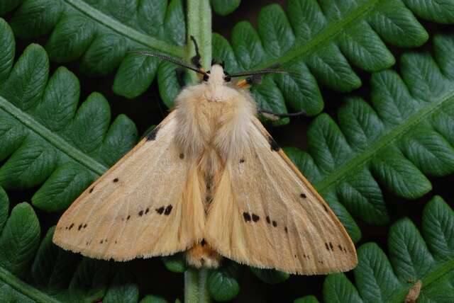 Image of Spilosoma lutea Hüfnagel 1766