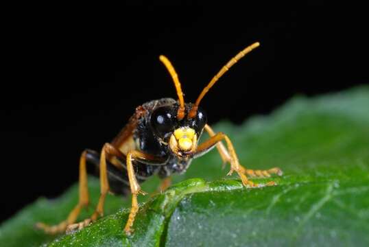 Image of <i>Tenthredo campestris</i>