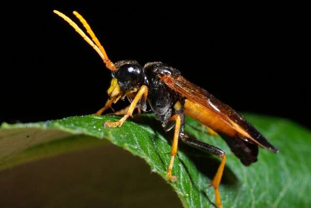 Image of <i>Tenthredo campestris</i>