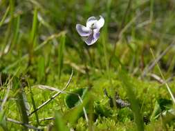 Image of marsh violet