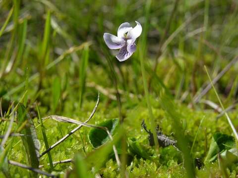 Image of marsh violet