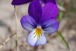 Слика од Viola tricolor subsp. curtisii (E. Forster) Syme