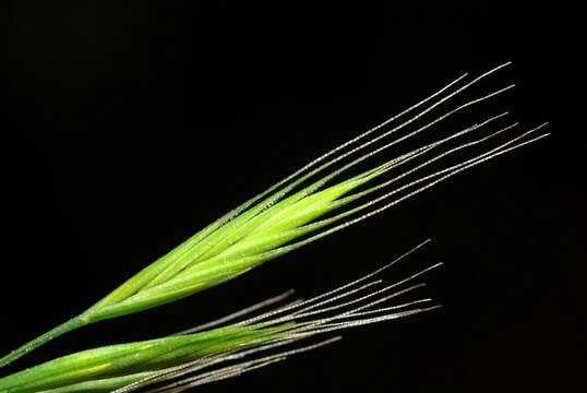 Image of fescue