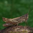 Image of upland field grasshopper