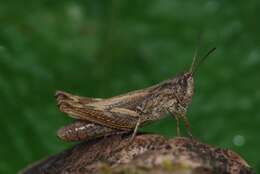 Image of upland field grasshopper