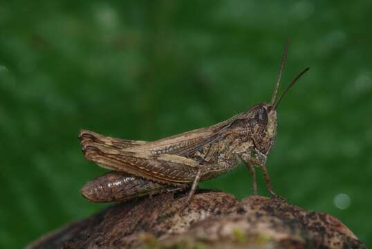 Chorthippus (Glyptobothrus) apricarius (Linnaeus 1758) resmi