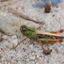 Image of mottled grasshopper