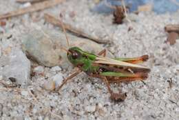 Image of Myrmeleotettix