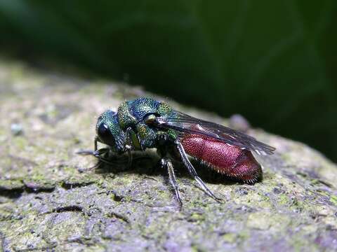 Image of Chrysis