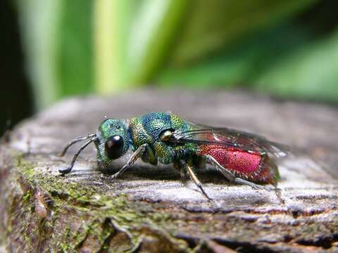 Image of Chrysis