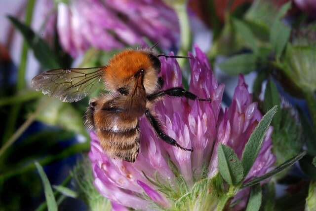 Imagem de Bombus muscorum (Linnaeus 1758)