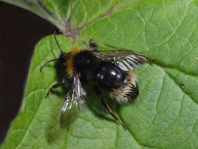 صورة Bombus norvegicus (Sparre-Schneider 1918)