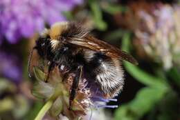 صورة Bombus norvegicus (Sparre-Schneider 1918)