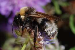 صورة Bombus norvegicus (Sparre-Schneider 1918)