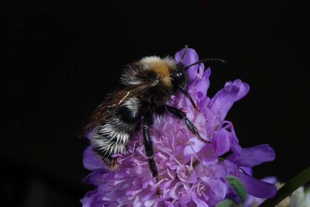 صورة Bombus norvegicus (Sparre-Schneider 1918)