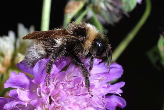 Image of Ashton's Cuckoo Bumblebee